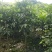 黒，无籽，鸡心，黄皮苗