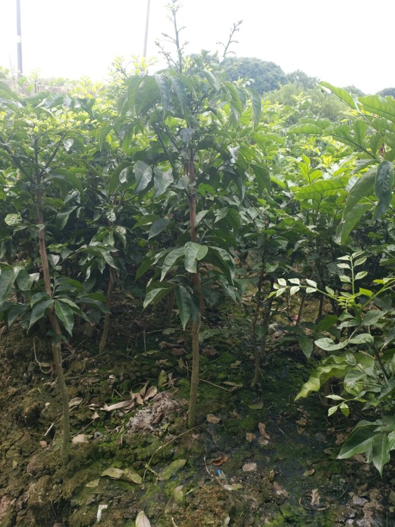 黒，无籽，鸡心，黄皮苗