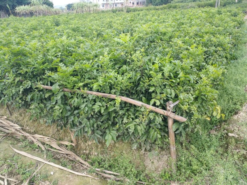 黒，无籽，鸡心，黄皮苗