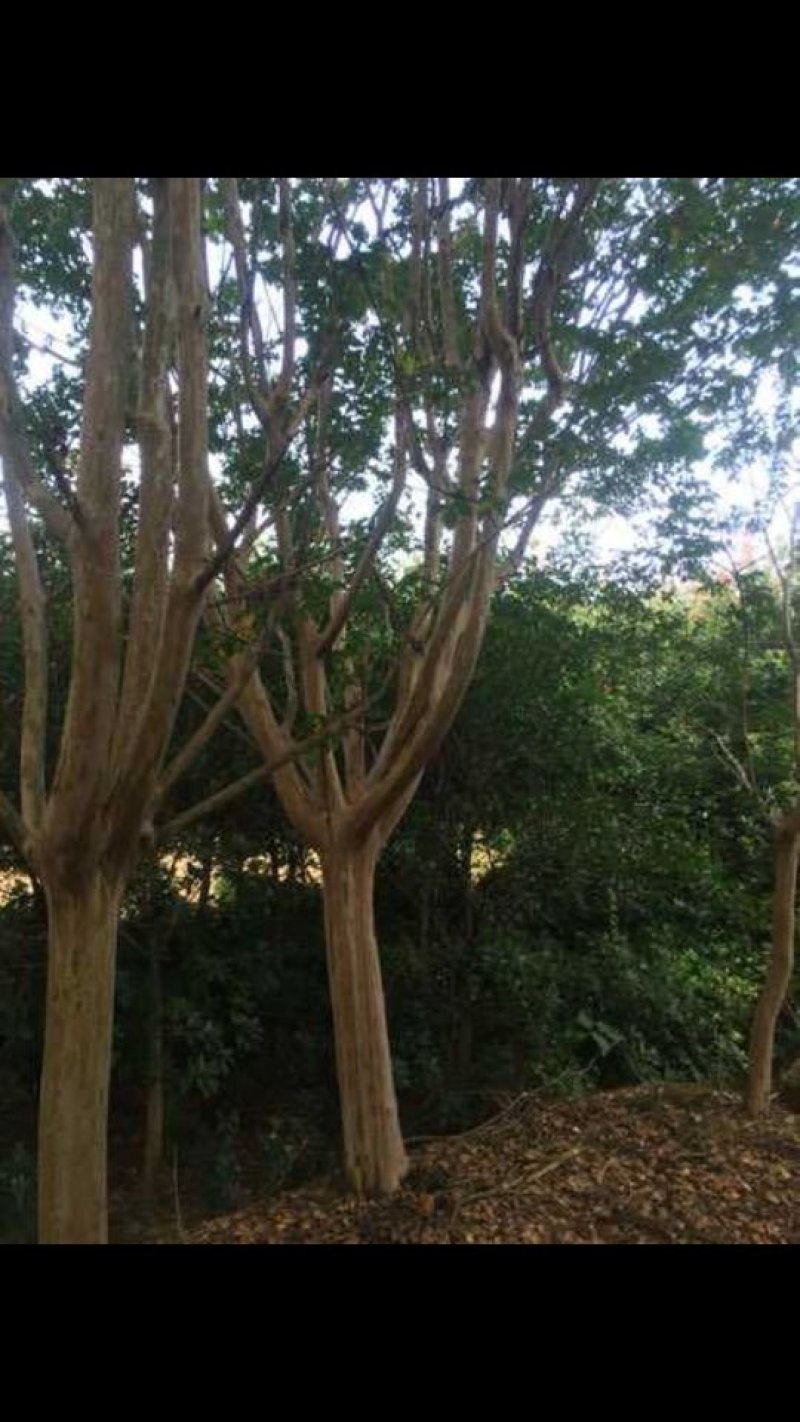 出售紫微树小苗一30公分