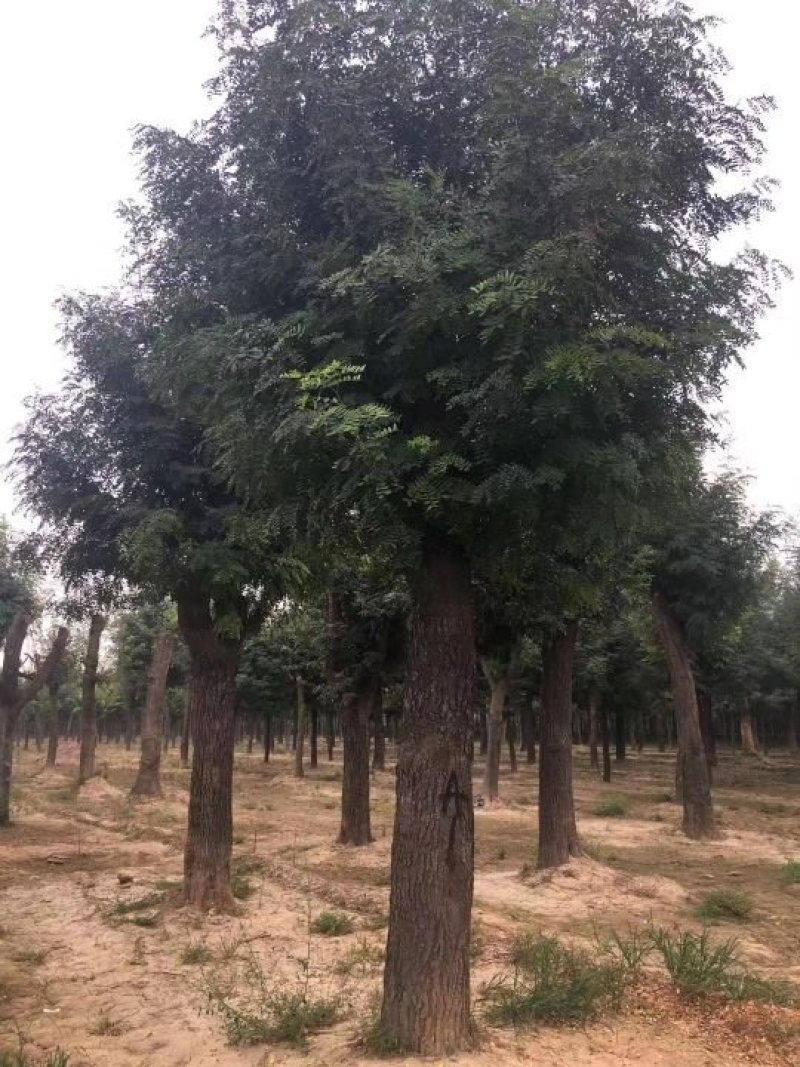 皂角树小苗一100公分