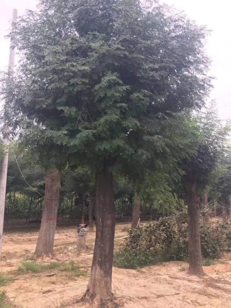 皂角树小苗一100公分