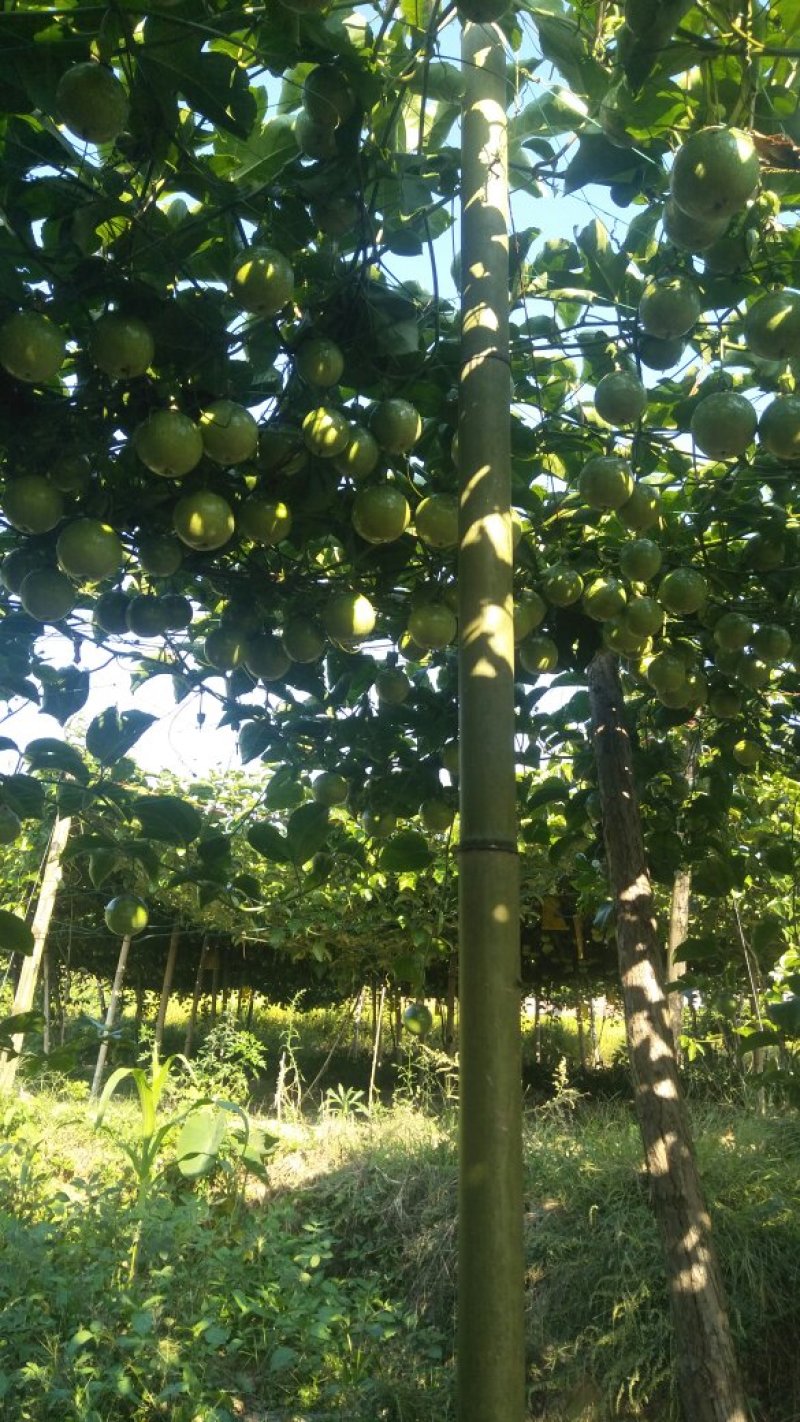 黄金百香果