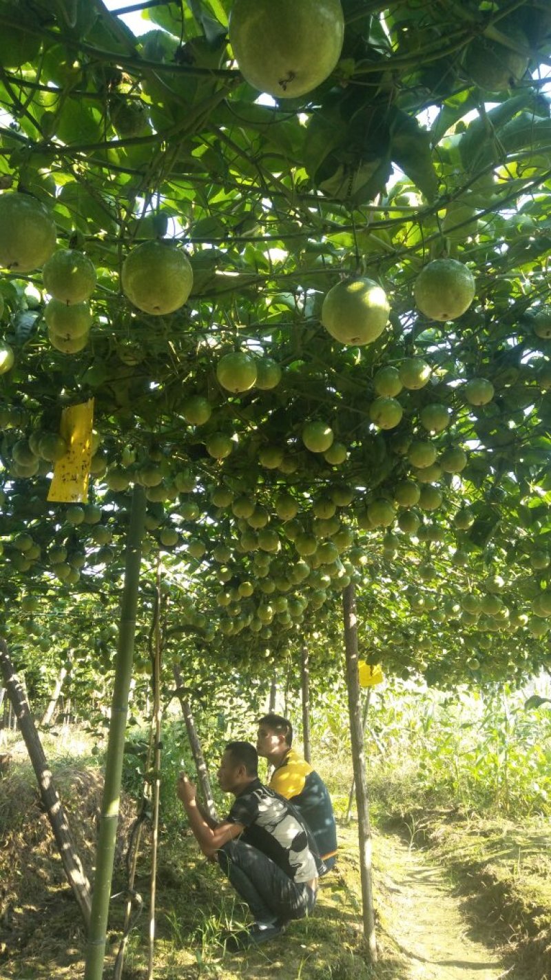黄金百香果