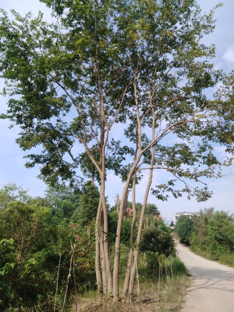黄连木小苗一50公分