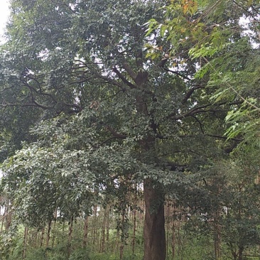 黄连木小苗一50公分
