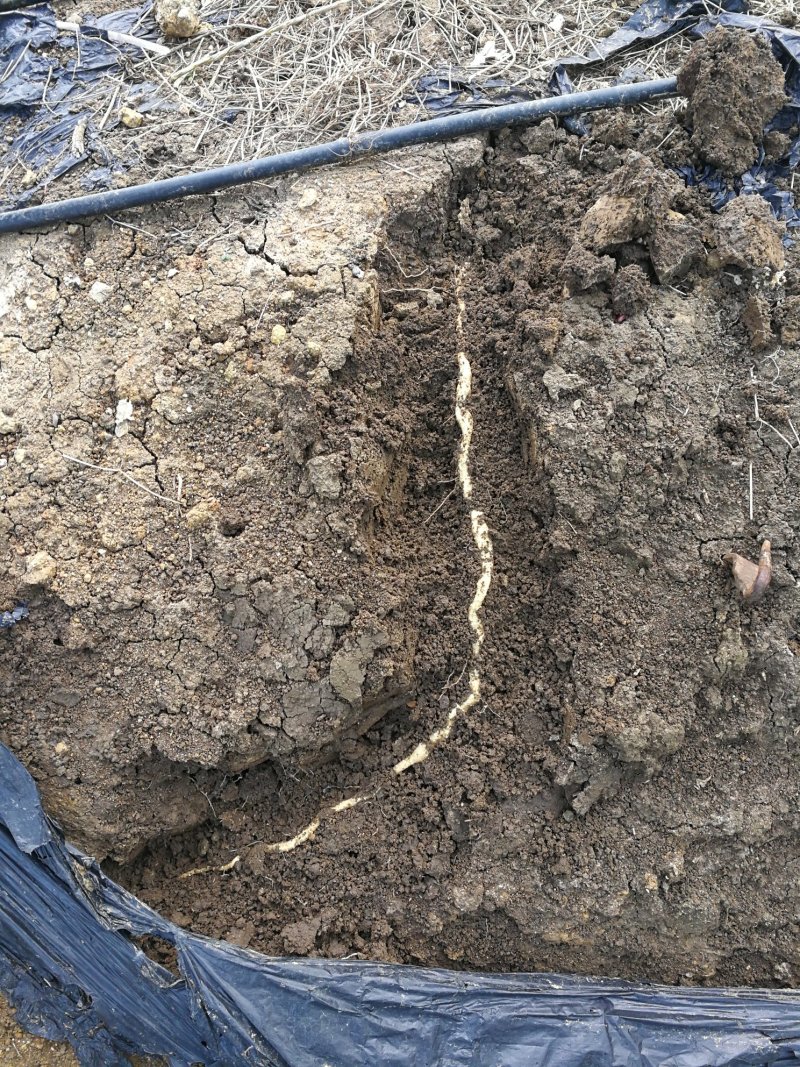 皖篓十八号（主流品种推广）