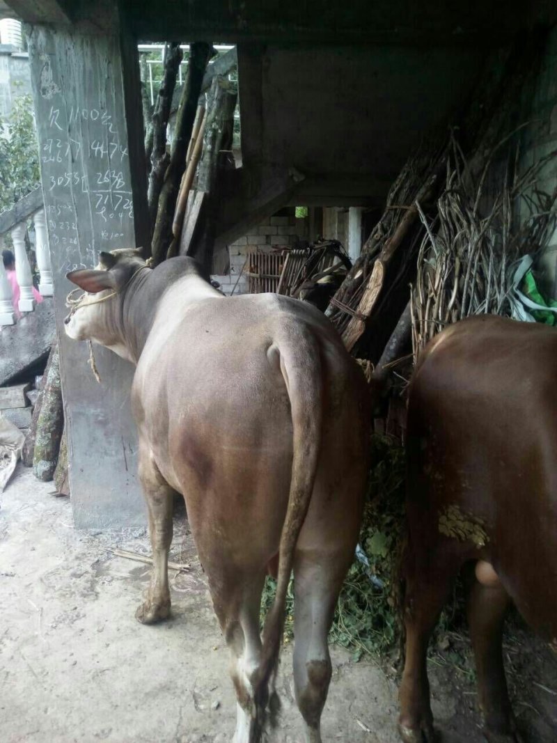 肥黄牛出售土黄牛小土牛西门达尔牛马出售