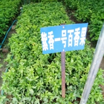 紫香1号百香果苗20~30cm