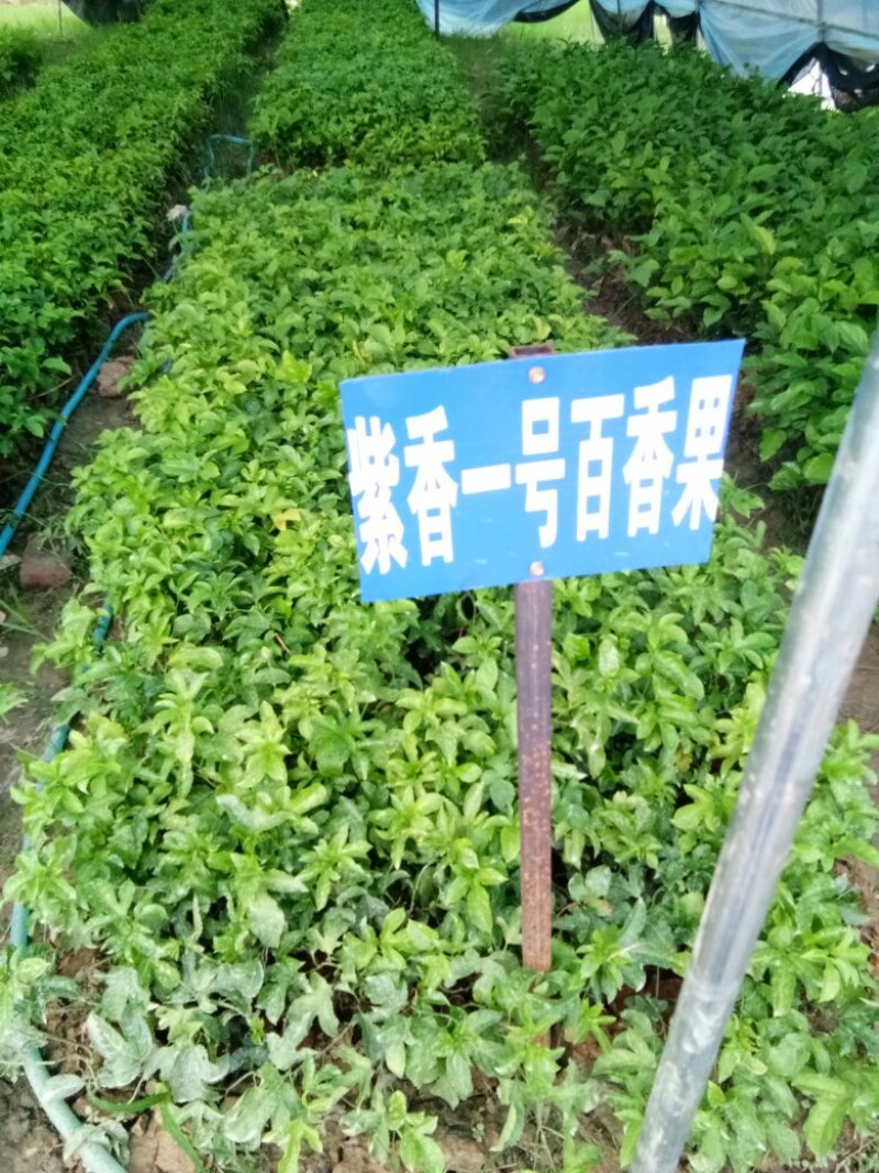 紫香1号百香果苗20~30cm