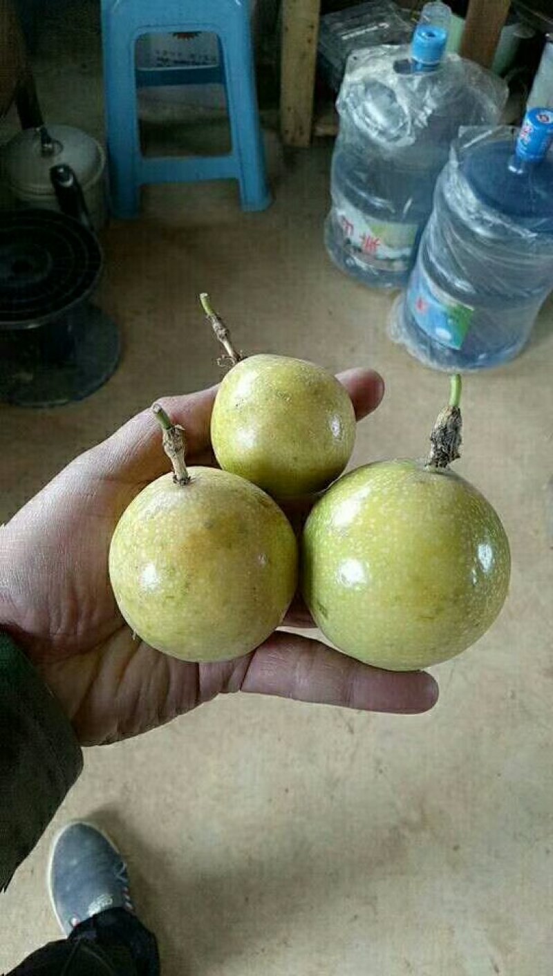黄金百香果苗10~20cm