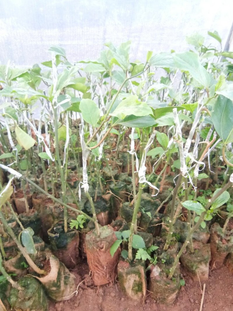 黄金百香果苗10~20cm