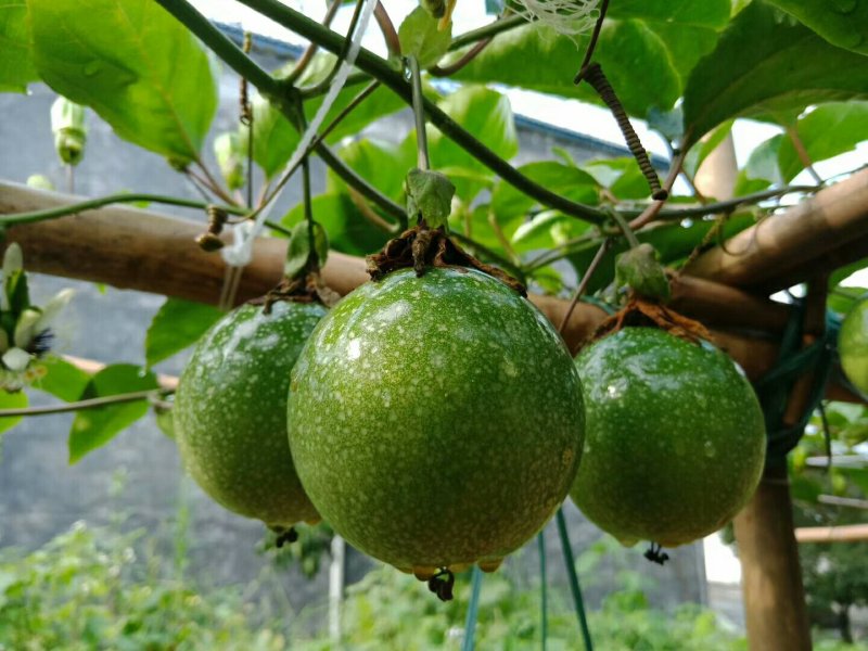 黄金百香果苗10~20cm