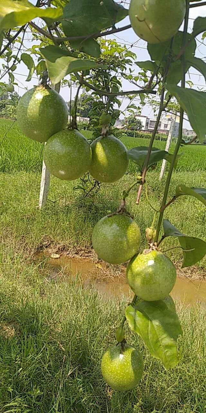 黄金百香果苗10~20cm