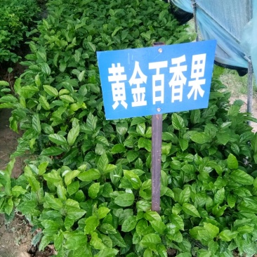 黄金百香果苗10~20cm