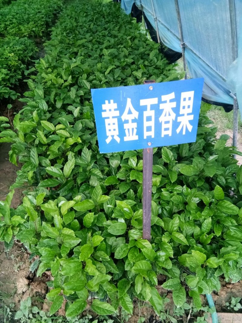 黄金百香果苗10~20cm