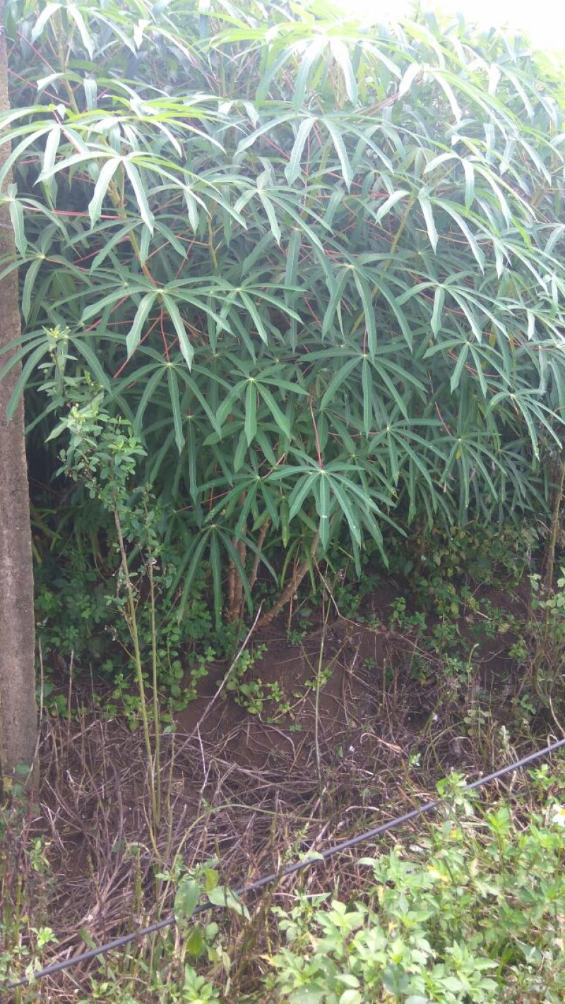 木薯面包薯白肉木薯