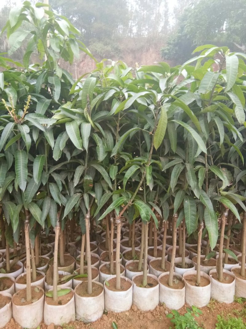 芒果苗桂七芒果树苗