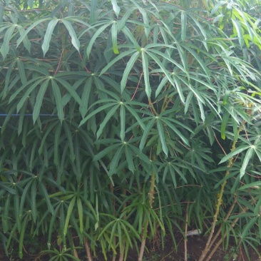 木薯面包薯白肉木薯