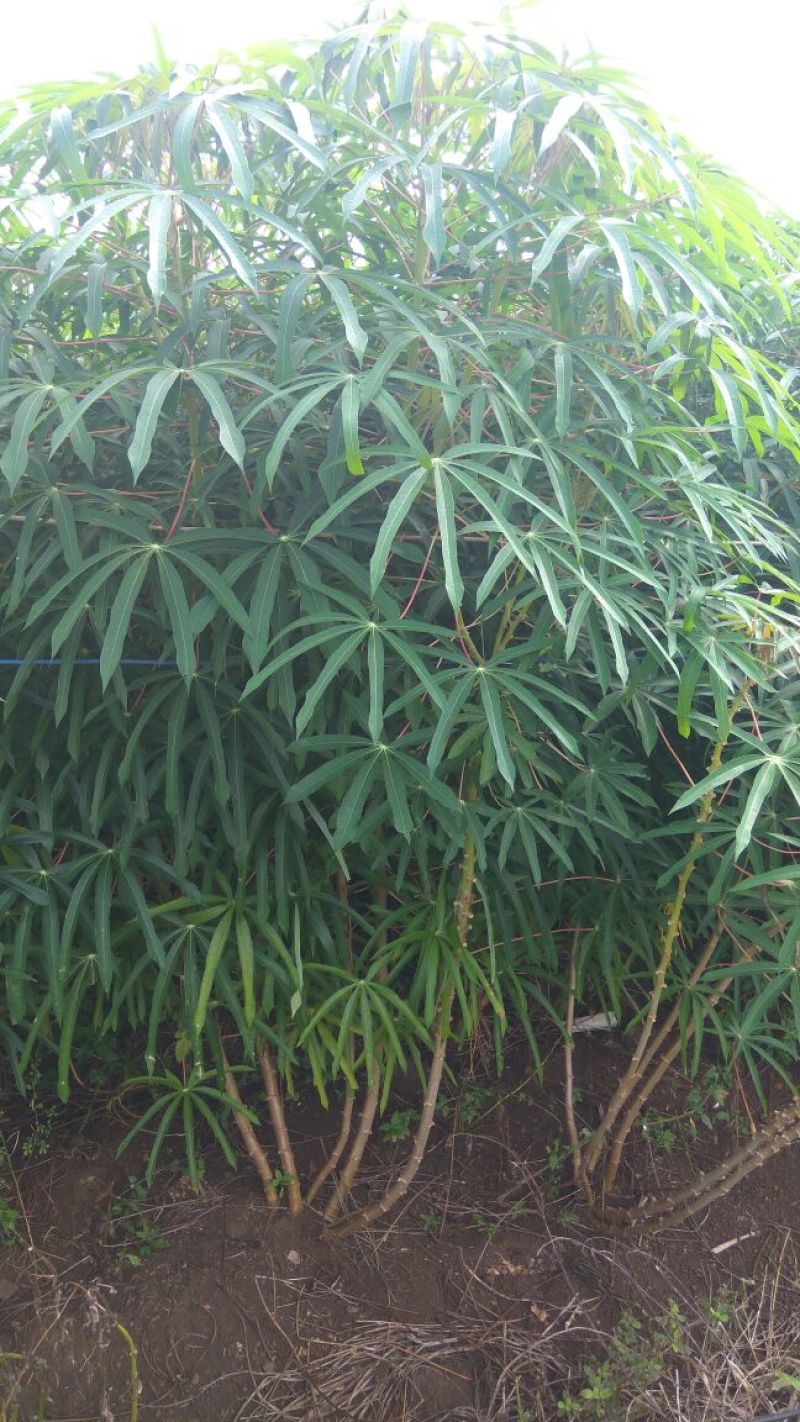 木薯面包薯白肉木薯
