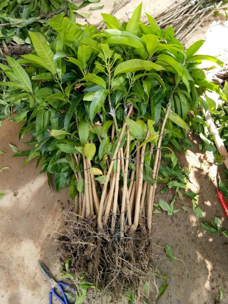 芒果苗桂七芒果树苗