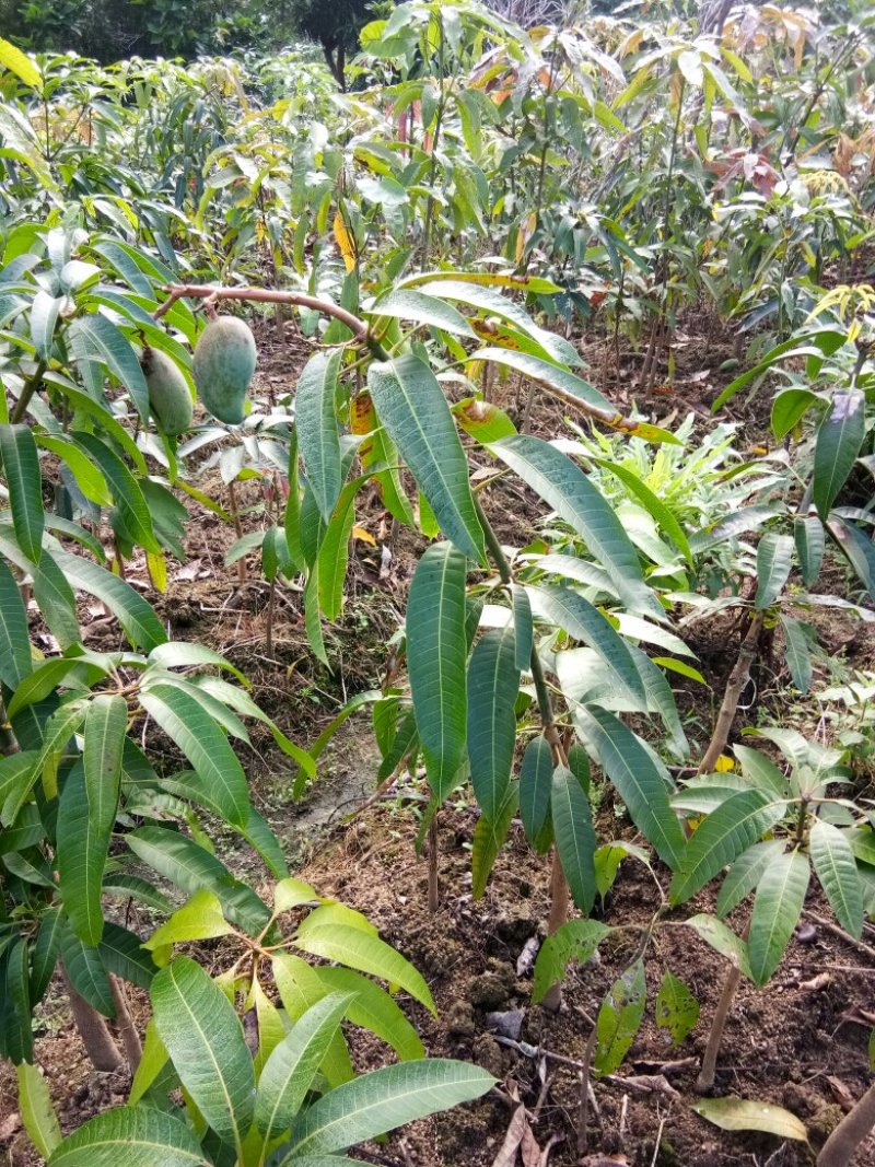 芒果苗桂七芒果树苗