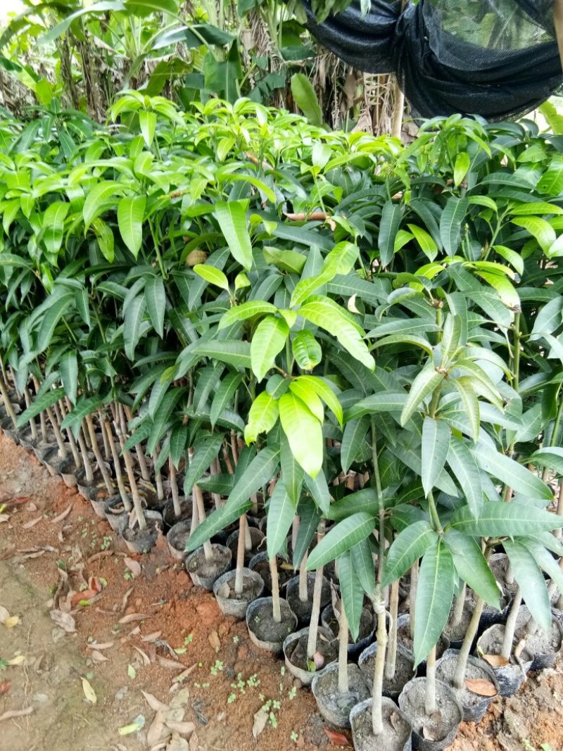芒果苗桂七芒果树苗