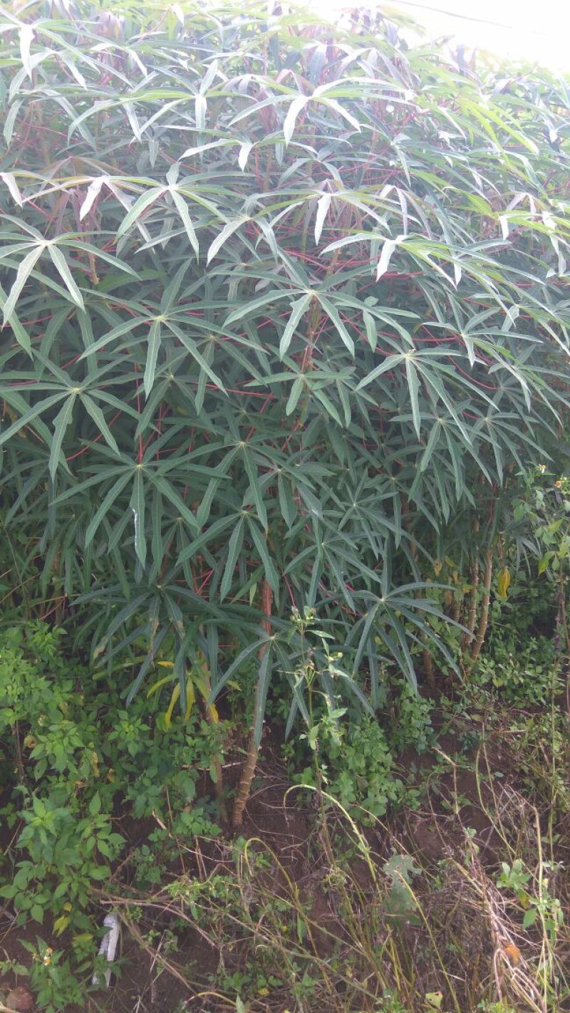 木薯面包薯白肉木薯