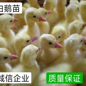 白鹅苗，日龄打好疫苗成活率高