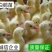 白鹅苗，日龄打好疫苗成活率高