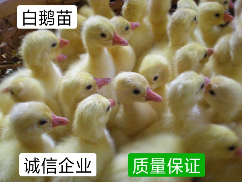 白鹅苗，日龄打好疫苗成活率高