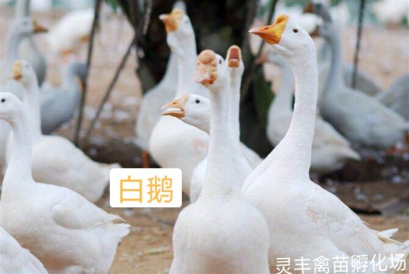 白鹅苗，日龄打好疫苗成活率高