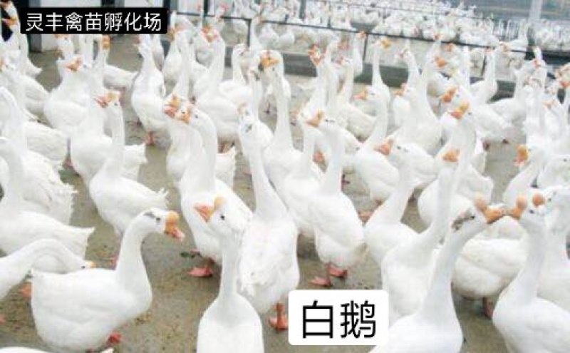 白鹅苗，日龄打好疫苗成活率高