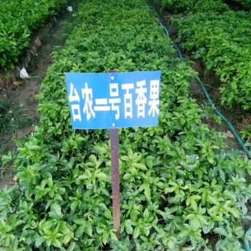 台农百香果苗西番莲百香果苗