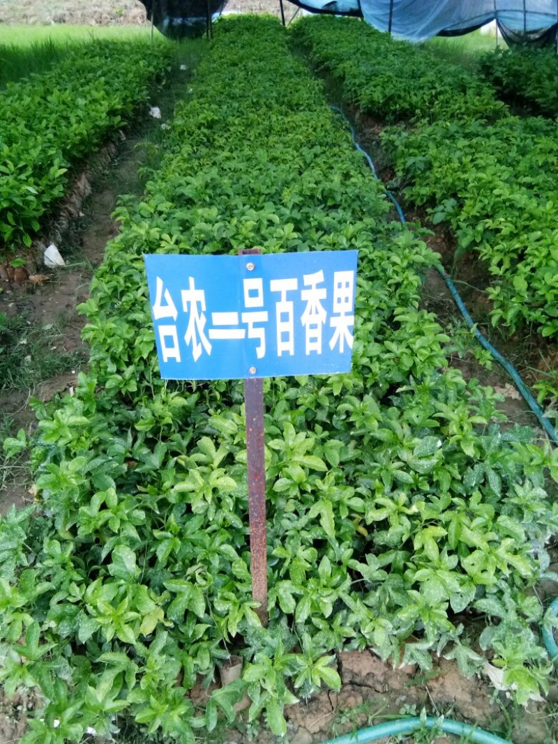 台农百香果苗西番莲百香果苗