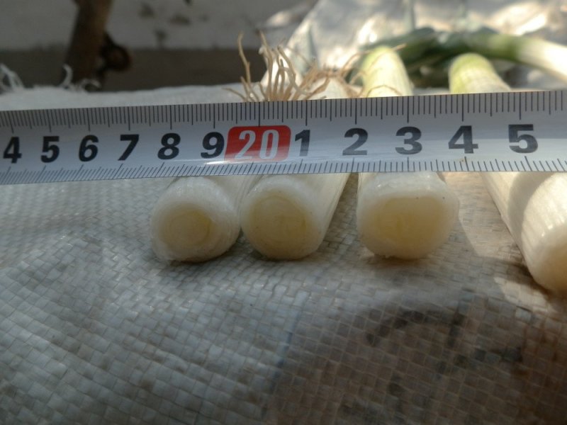 大葱钢葱年前批量走货欢迎来基地参观考察