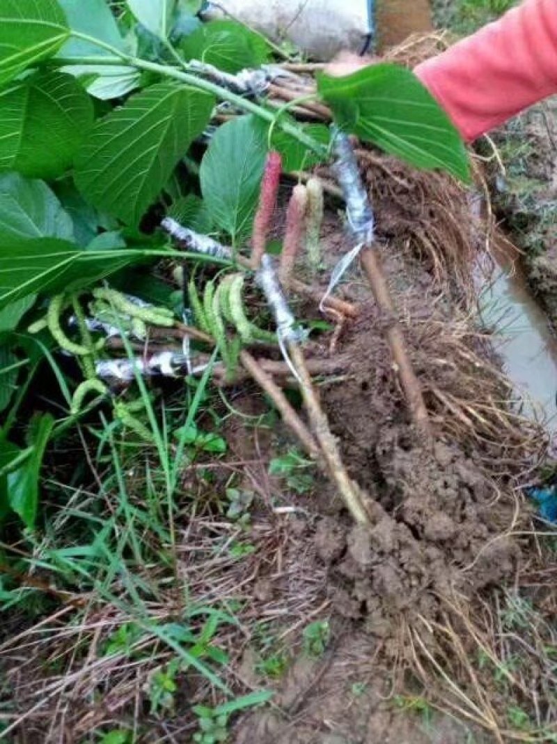 长果桑树苗大果桑苗黑珍珠大十果桑四季果桑嫁接桑树苗