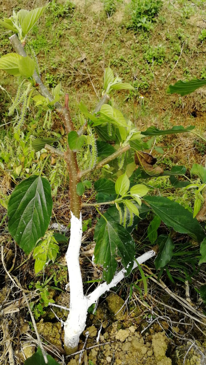 长果桑树苗大果桑苗黑珍珠大十果桑四季果桑嫁接桑树苗