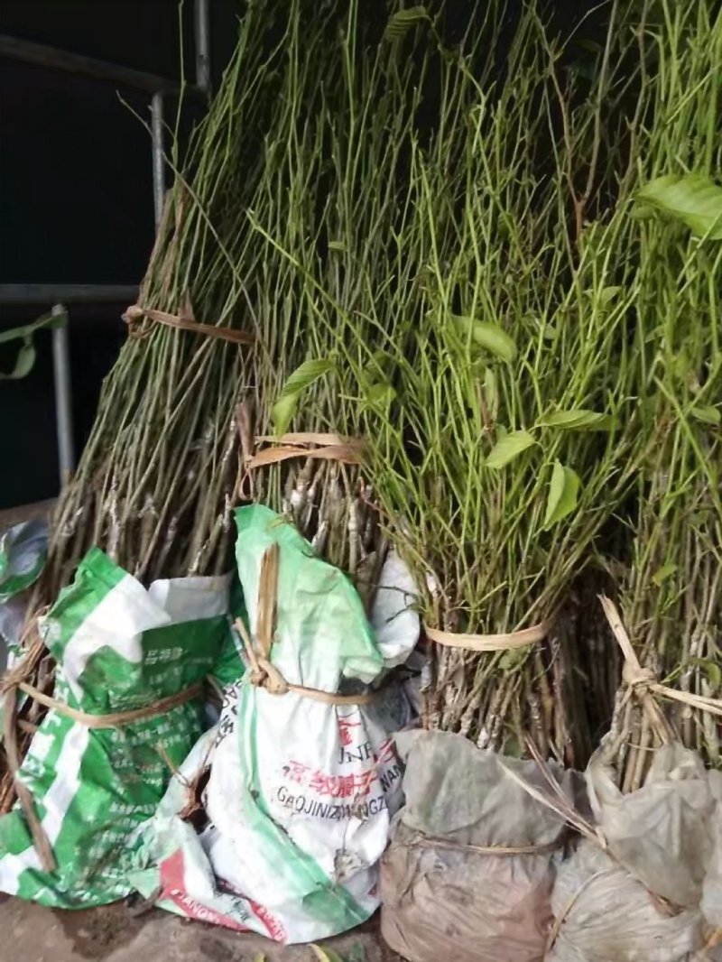 长果桑树苗大果桑苗黑珍珠大十果桑四季果桑嫁接桑树苗