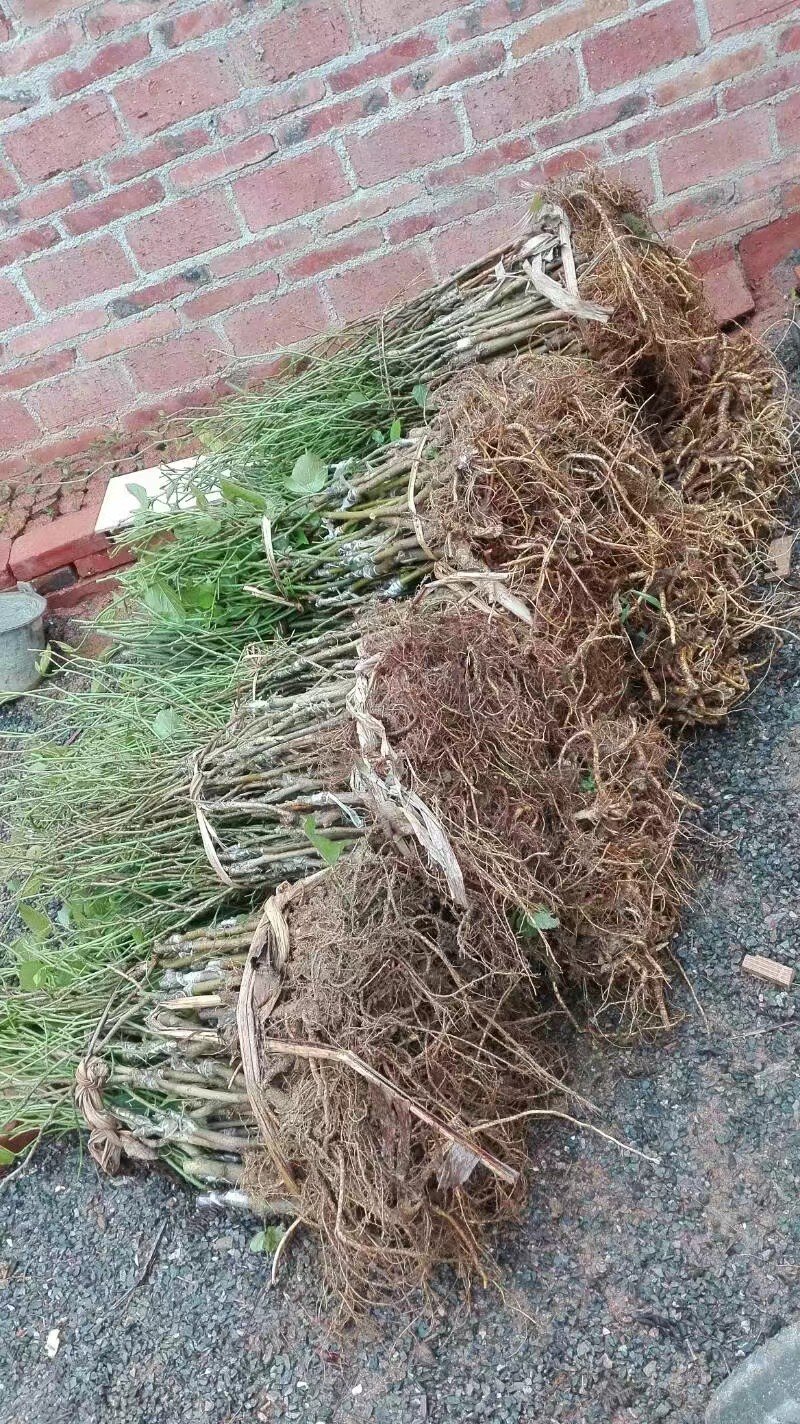 长果桑树苗大果桑苗黑珍珠大十果桑四季果桑嫁接桑树苗