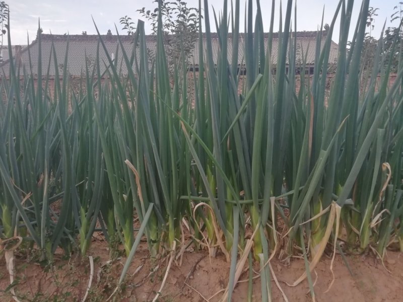 长白大葱