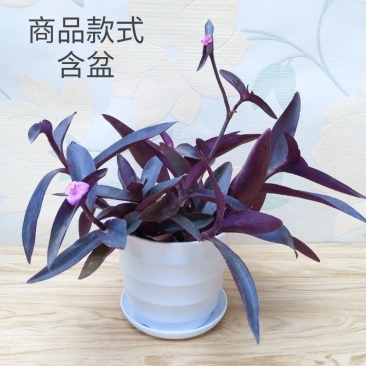 紫竹梅【又叫紫叶兰，紫叶吊兰】抗性特强的植物