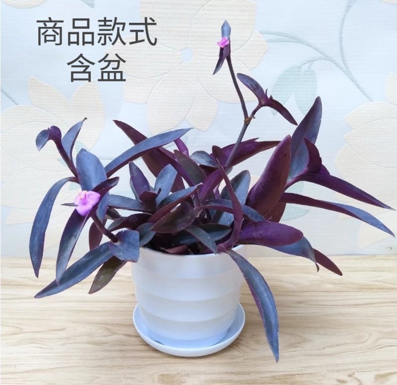 紫竹梅【又叫紫叶兰，紫叶吊兰】抗性特强的植物