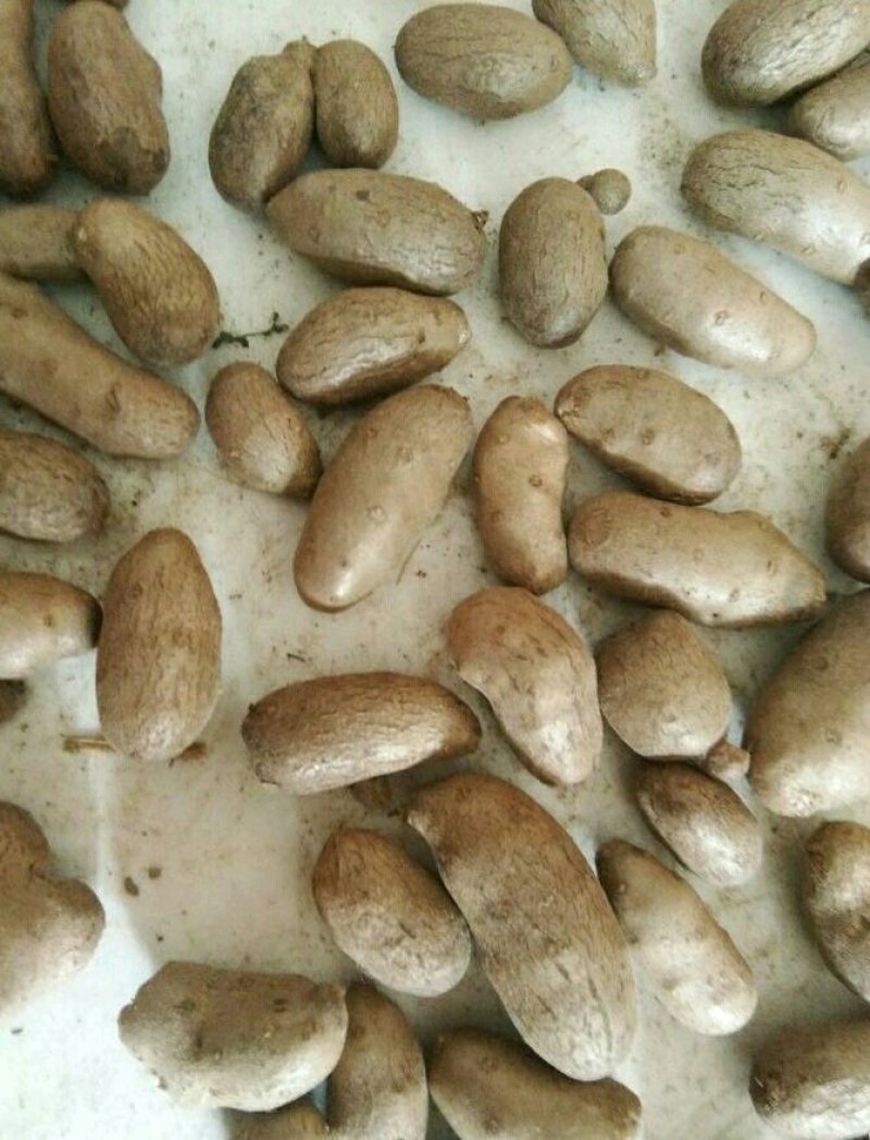 编号武41万吨小白嘴白山药豆基地供应！{陌武专属}