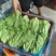 意大利生菜暖棚精品通货都有常年供应精品意大利生