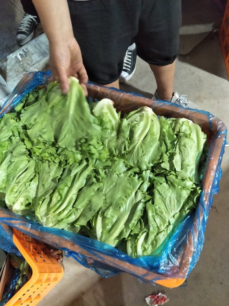 意大利生菜暖棚精品通货都有常年供应精品意大利生