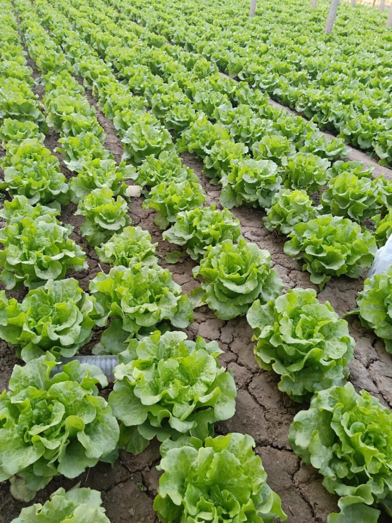 意大利生菜暖棚精品通货都有常年供应精品意大利生
