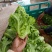 意大利生菜暖棚精品通货都有常年供应精品意大利生