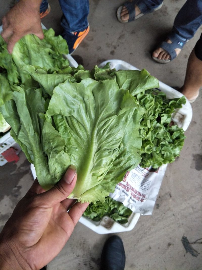 意大利生菜暖棚精品通货都有常年供应精品意大利生