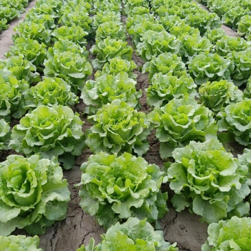 意大利生菜暖棚精品通货都有常年供应精品意大利生